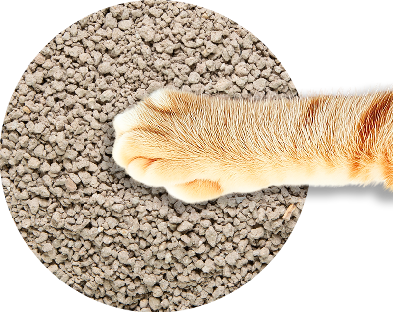 Scented clumping cat litter